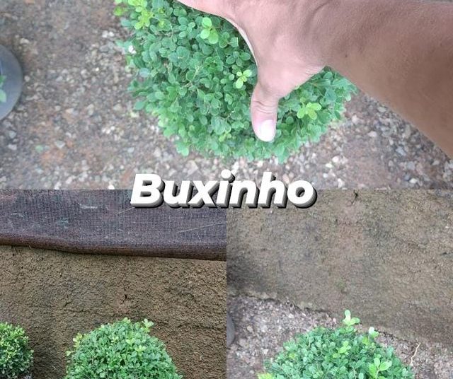 Dona Euzébia Ornamental Buxinho