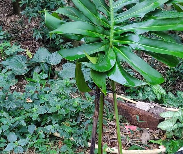 Dona Euzébia Ornamental Costela de Adão