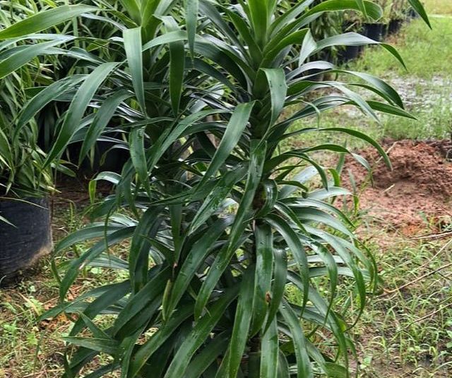 Dona Euzébia Ornamental Dracena Fita