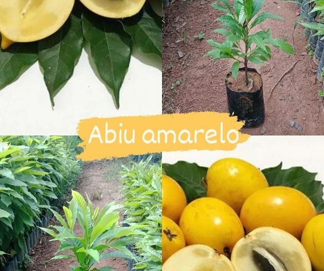 Frutas Dona Euzébia Abiu amarelo