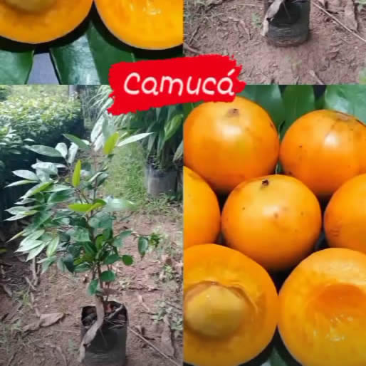 Frutas Dona Euzébia Camucá 1