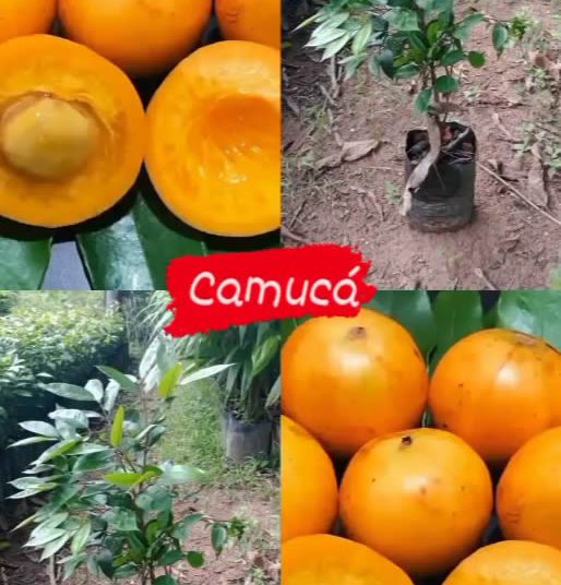 Frutas Dona Euzébia Camucá