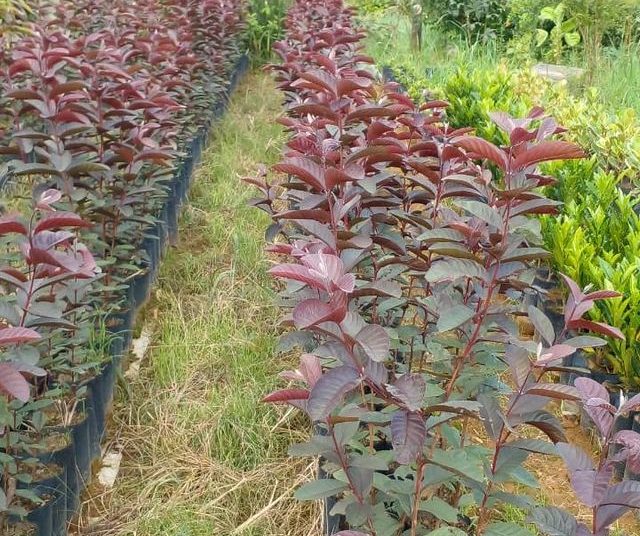 Frutas Dona Euzébia Goiaba Roxa