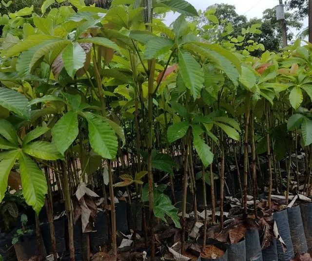 Frutas Dona Euzébia Mapati