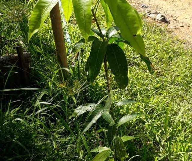 Frutas Dona Euzébia fruta tamanho p 1