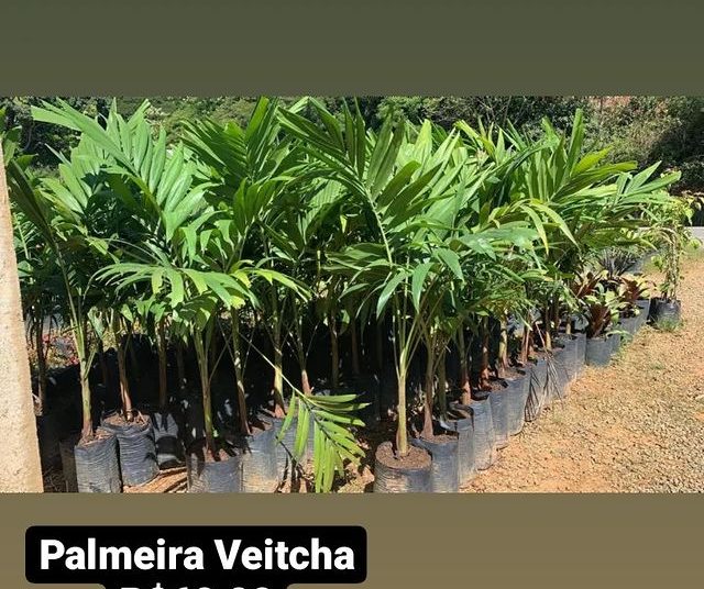 Palmeira 15