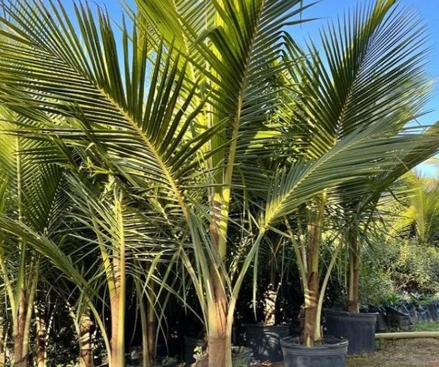 frutas dona euzébia coco anão 1