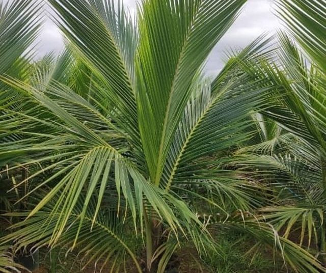 frutas dona euzébia coco anão 3