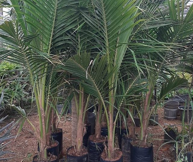 frutas dona euzébia coco anão