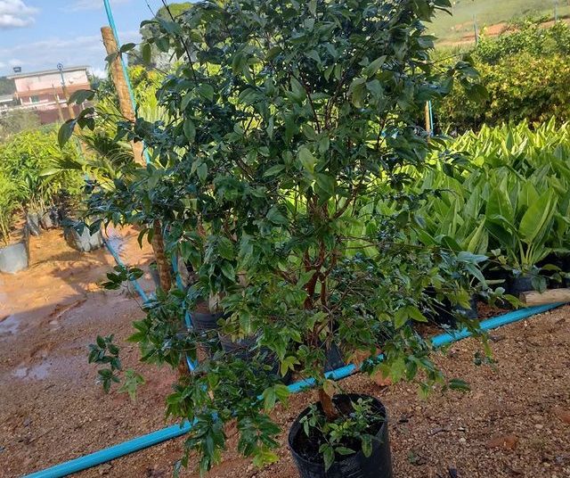 frutas dona euzébia jabuticaba grande