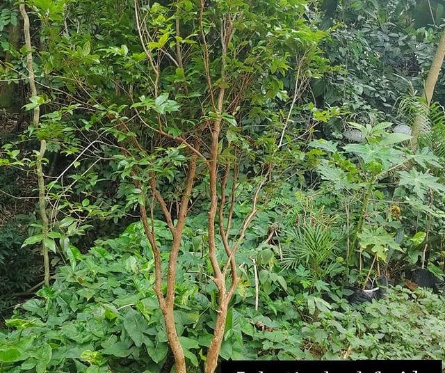 frutas dona euzébia jabuticaba hibrida