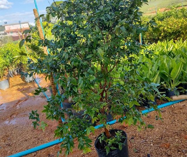 frutas dona euzébia jabuticaba produzindo