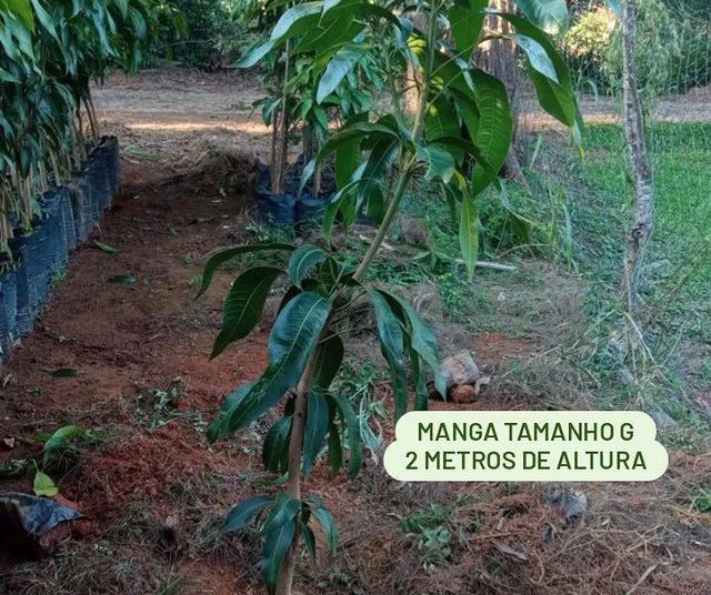 frutas dona euzébia manga tamanho G