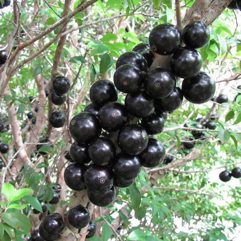 jdona euzébia jabuticaba grande produzindo