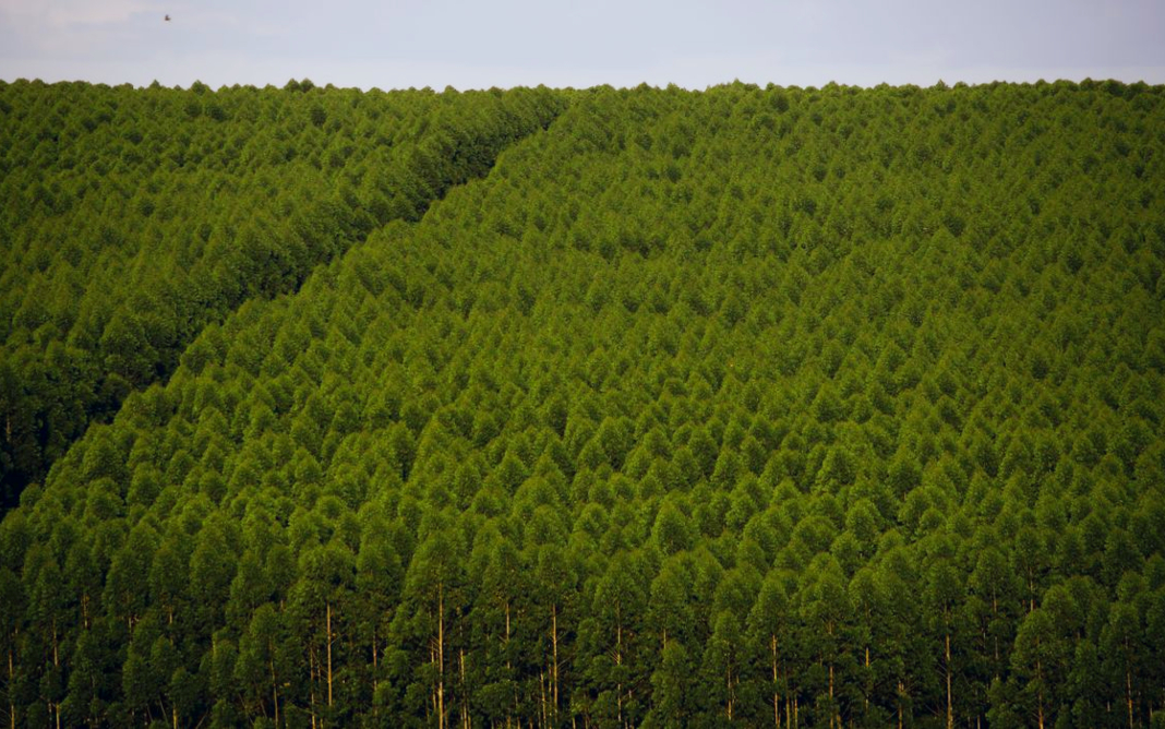 Eucaliptos, Floresta plantada