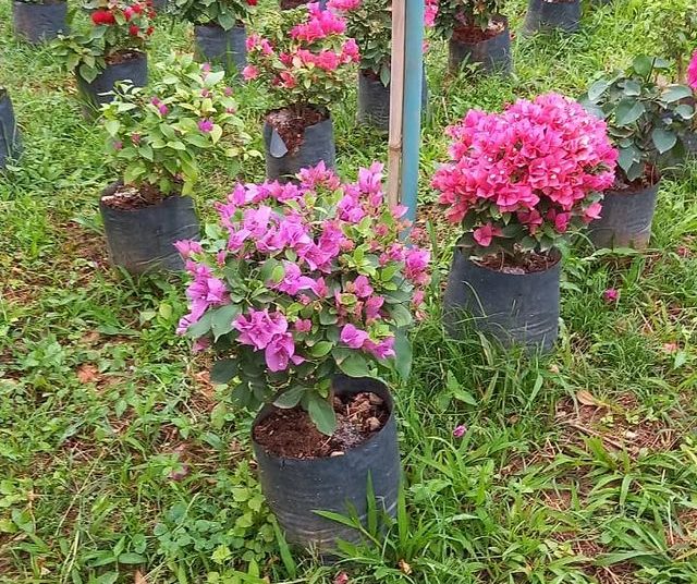 via plantas flores dona euzébia flores 22