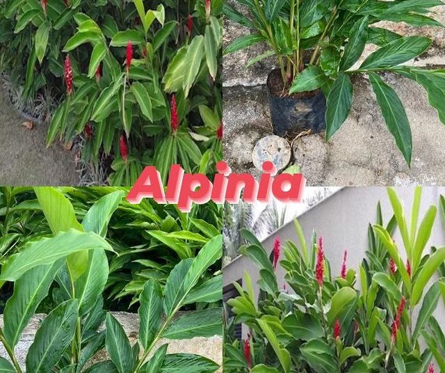 via plantas flores dona euzébia flores alpinia