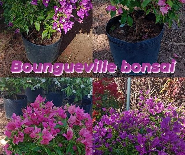 via plantas flores dona euzébia flores boungueville bonsai