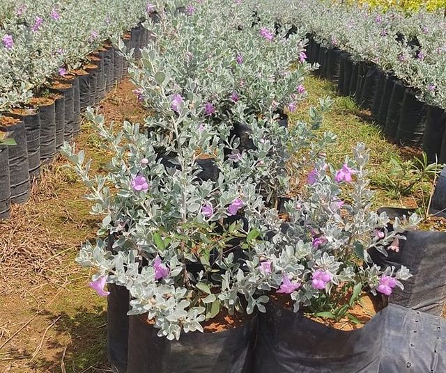 via plantas flores dona euzébia flores chuva de prata 12