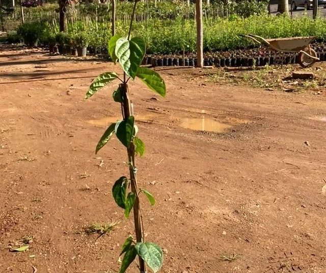 via plantas flores dona euzébia flores lágrima de cristo 10