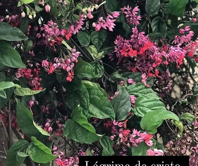 via plantas flores dona euzébia flores lágrima de cristo 11