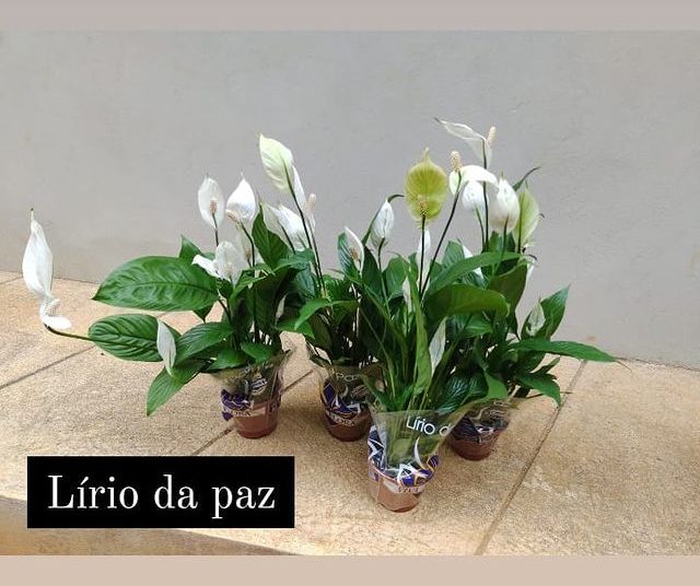 via plantas flores dona euzébia flores lirio da paz 6