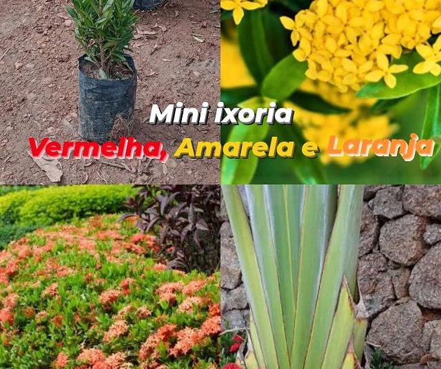 via plantas flores dona euzébia flores mini ixoria vermelha amarela laranja