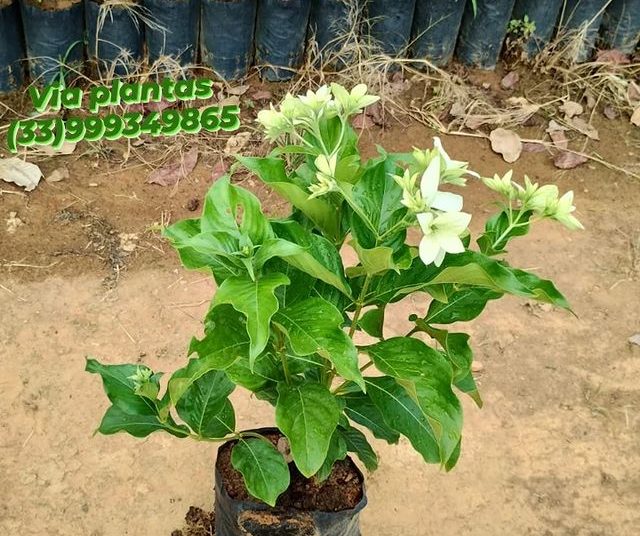 via plantas flores dona euzébia flores mussaenda branca