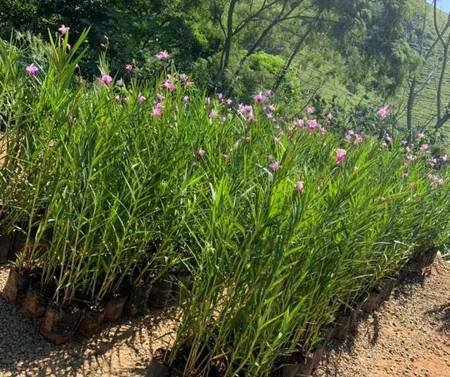 via plantas flores dona euzébia flores orquidea bambu