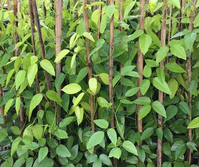 via plantas flores dona euzébia jade vermelha