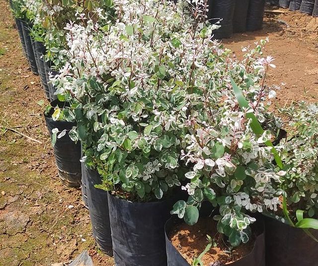 via plantas flores dona euzébia mil cores branca 15