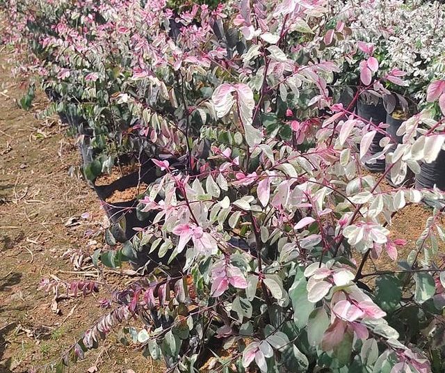 via plantas flores dona euzébia mil cores vermelha 14