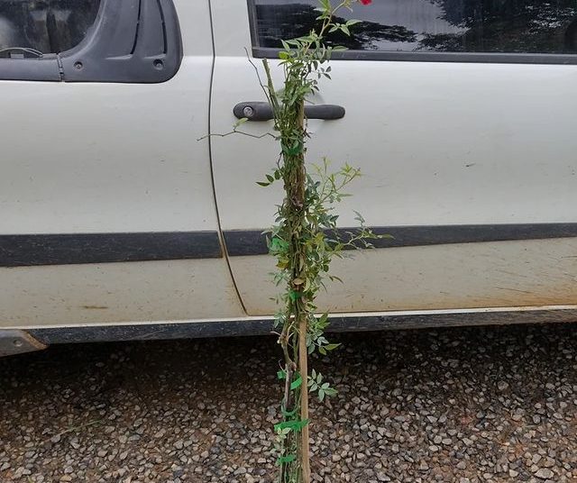 via plantas flores dona euzébia rosa trepadeira